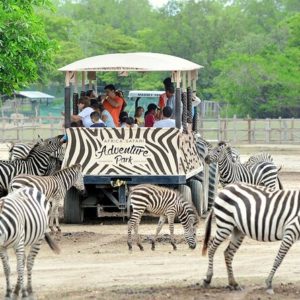 PONDEROSA ADVENTURE PARK